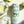 Load image into Gallery viewer, Non-Alcoholic Clever Mojito x 12 cans