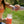 Load image into Gallery viewer, Non-Alcoholic Clever Red Sangria x 12 cans